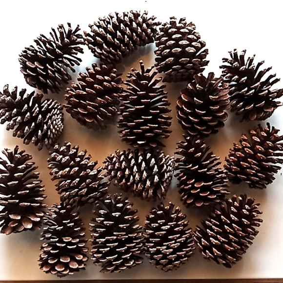 Natural Pine Cones For Crafts. Lot Of 60. 3" To 4" Tall. They're in Great Cond. - Picture 2 of 4